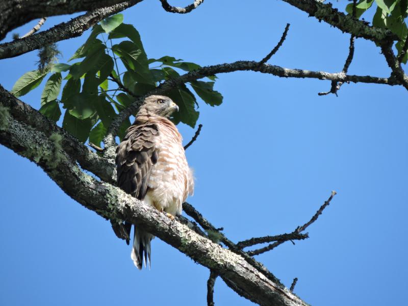 broad-winged hawk, Boothbay Register
